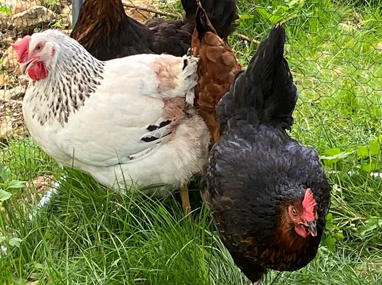 Nos poules : Nouméa, Nougatine, Tonka et Frimousse