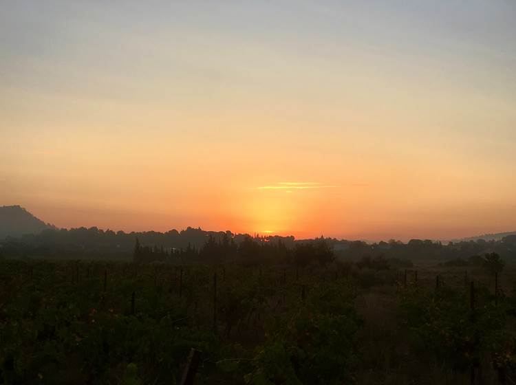 lever de soleil à la vigne