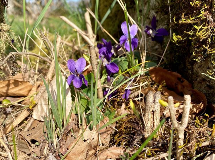 fleursd'iris-printemps-nature-campagne-environnement-chambredhôte-hautecorrèze