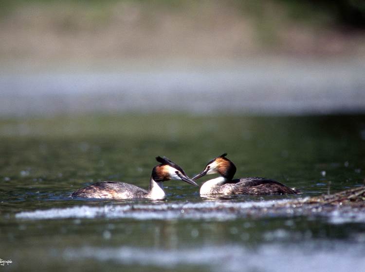 Réserve ornithologique