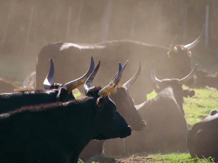 casadina-visitscamargue-bulls