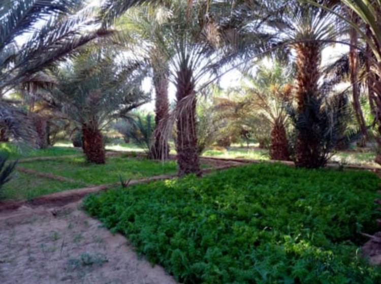 La palmeraie du village de Hassilabied
