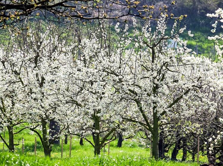 décor champêtre de printemps en Alsace