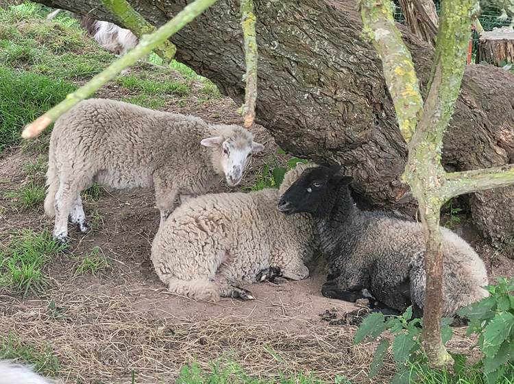 Les moutons Landes de Bretagne