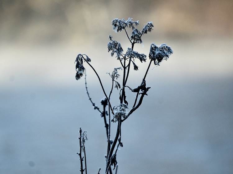 Ochtendvorst - Givre matinal - Morgenfrost - Morning frost