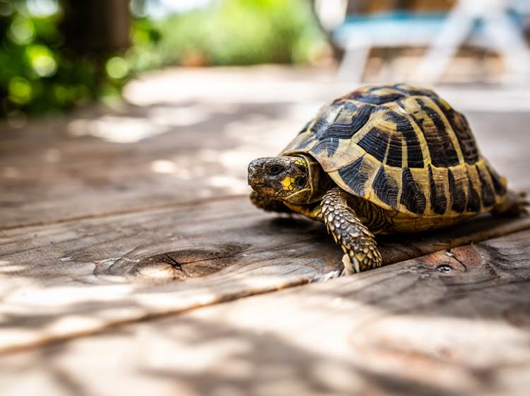 Votre réservation est aussi ferme et sécurisée que cette tortue d'Hermann (espèce endémique protégée)