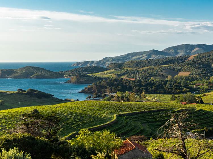 le vignoble-occitanie-gaillac-marssac-albi