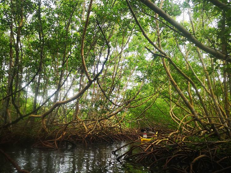 Mangrove-Guadeloupe-Koroko