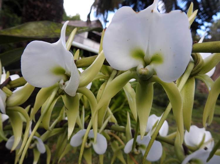 orchidée Angrec d'Ivoire