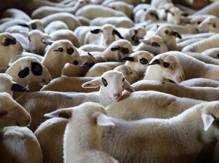 Les agneaux du Quercy (photo J Morel)