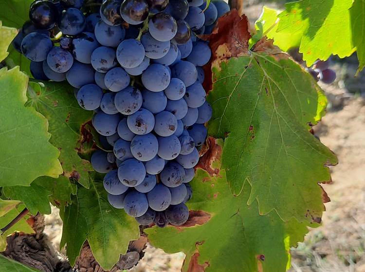 Les vendanges à Mailhac 🍇🍇🍇