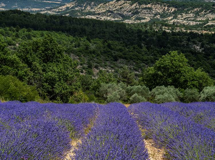 Lavandes en fleurs en Haute-Provence