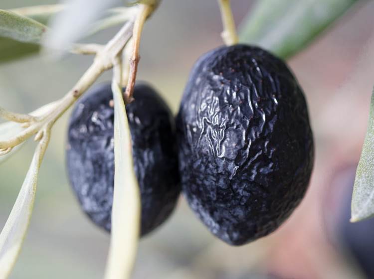 Les olives de Nyons