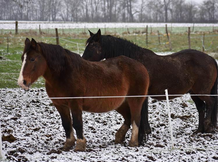 Ils n'ont pas froid