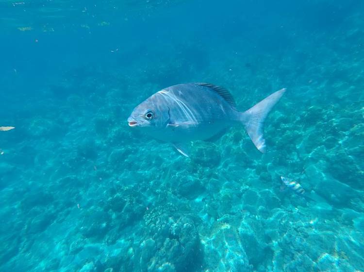 Poisson-Guadeloupe-Koroko