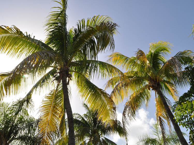 Gite_Rural_Flane_Capesterre_Belle_Eau_Guadeloupe_Basse_Terre