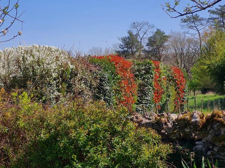 Dordogne. Le champ de l'Hoste. Printemps.