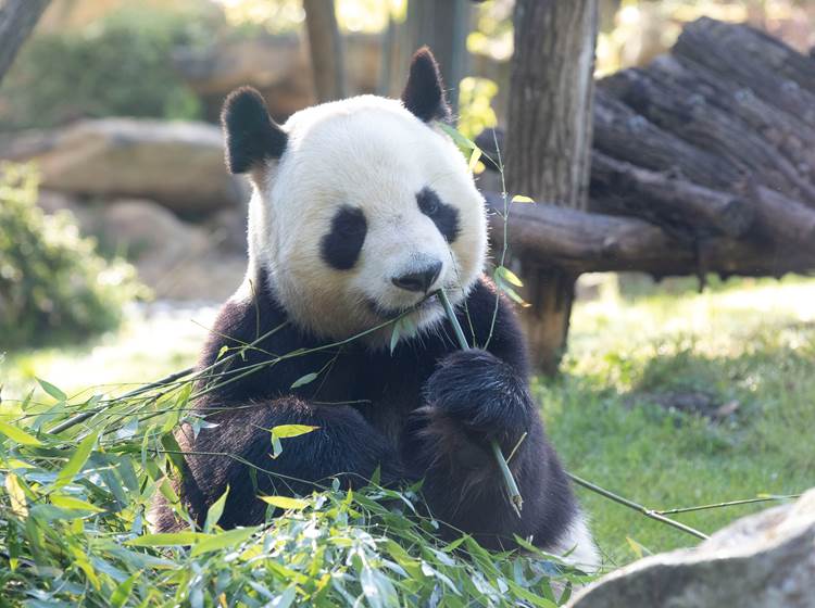Yuan zi- Panda © ZooParc de Beauval