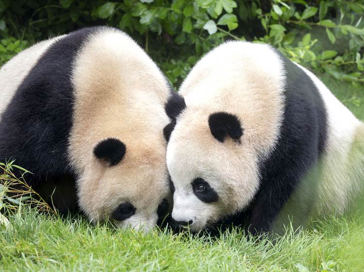 Le zoo parc de Beauval, ses pandas, ses spectacles... Un incontournable !