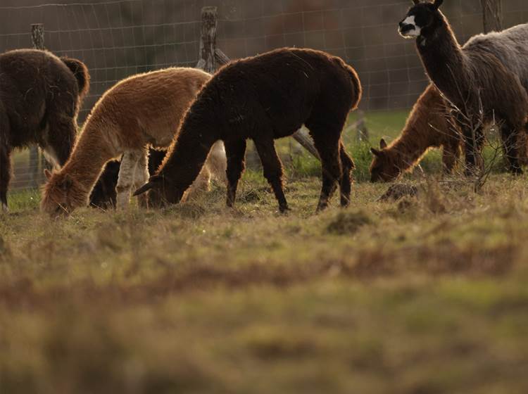 Séjour immersif avec lamas et alpagas