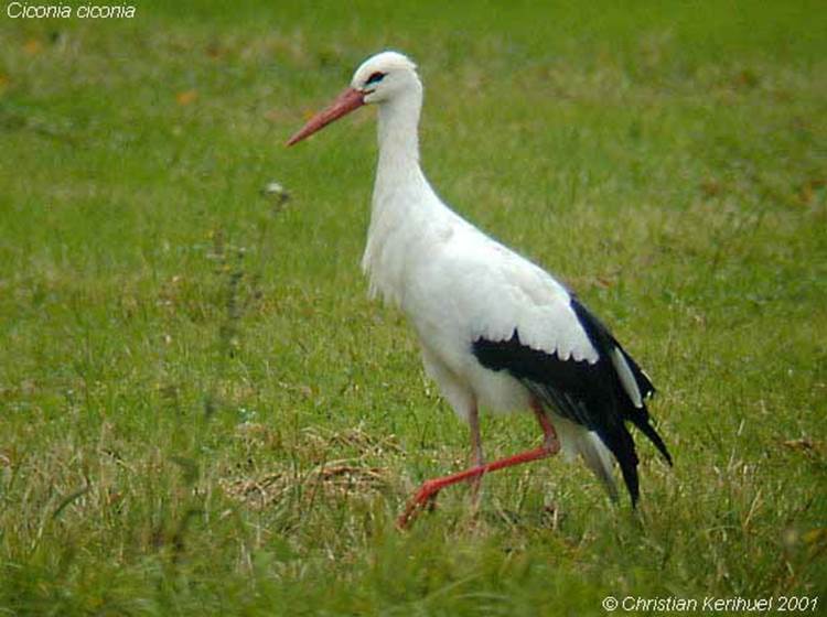 Une cigogne