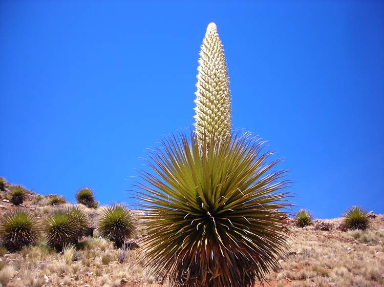 Puya Raimondi, la fleur mas alta del mundo