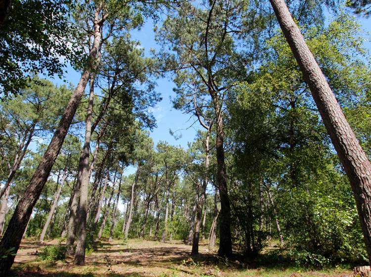 Pinède du Touquet à l'automne