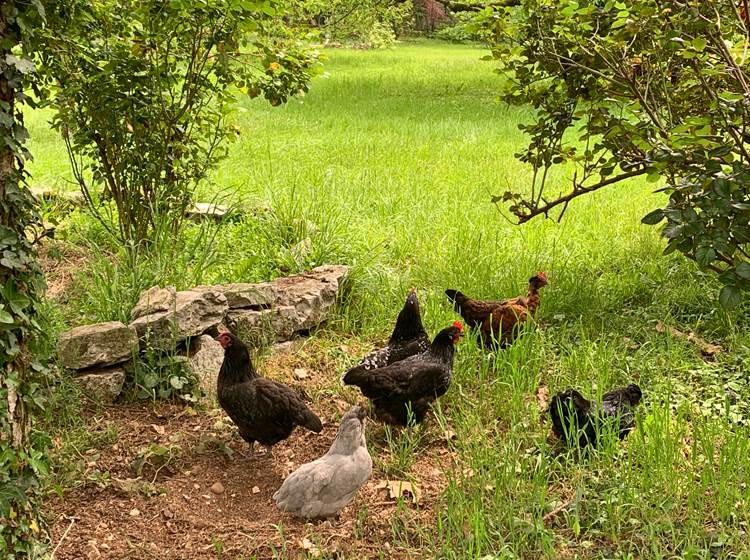 Les poulettes dans le jardin