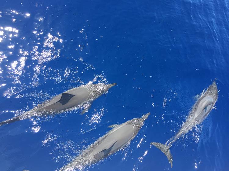 L'Orée du Maïdo - nos amis les dauphins