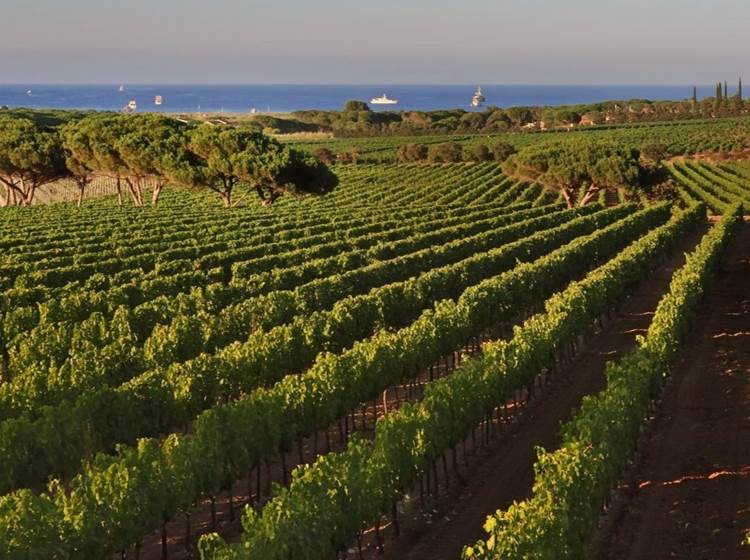 vignoble-gaillac-marssac-albi-occitanie
