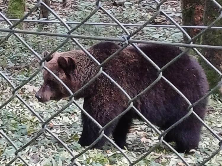 Parc Forestia - les ours