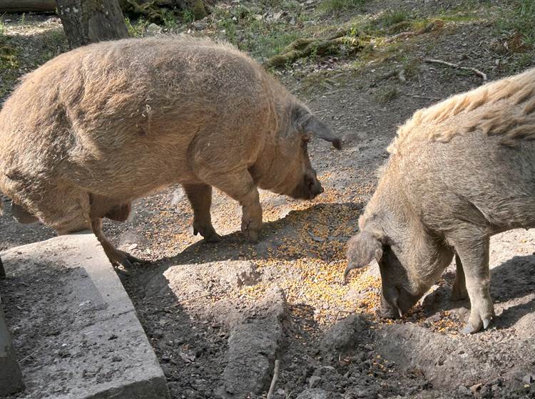 Nourrissage - mangalica