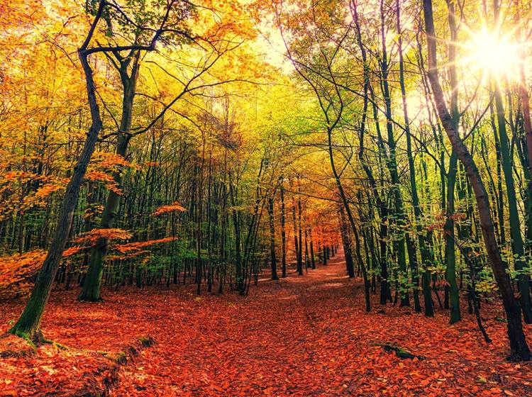 L'automne en Ardenne