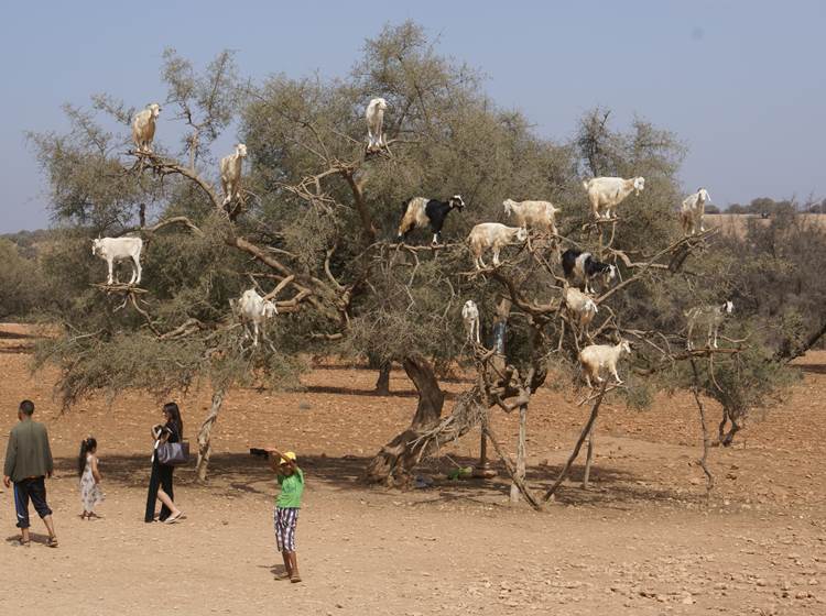 chèvres-arganier-essaouira-villa-aalma-dor-marrakech