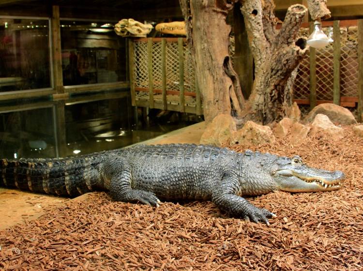 Crocodile à l'aquarium du Bugue