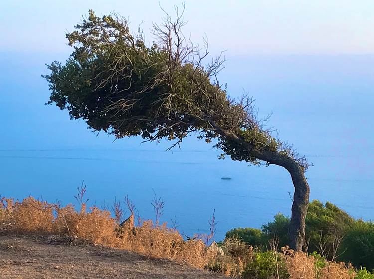 Le vent sculpte les arbres de Paomia