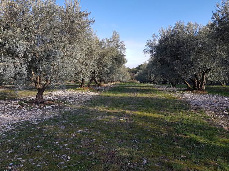 Champs d'oliviers de Provence en hiver les Bassacs Saint-Saturnin les Apt