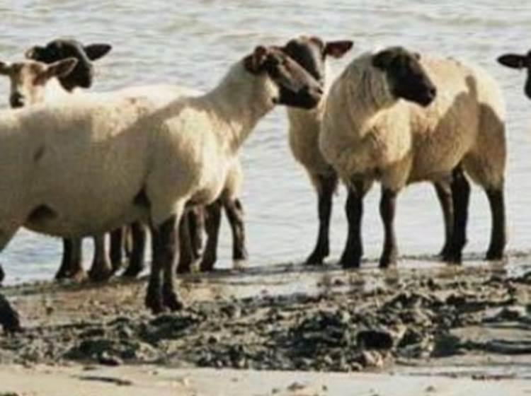 L'Agneau des Prés Salés de la Baie de Somme...