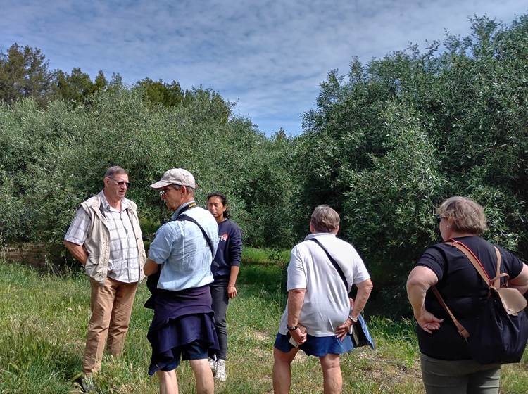 Balade dans les oliveraie du Mas D'Antonin