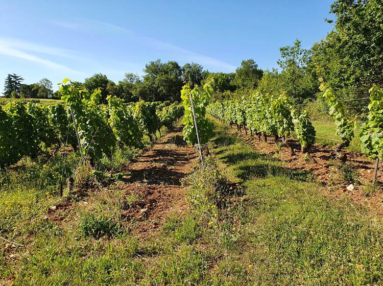 Vignoble du Château Ponzac en culture biologique