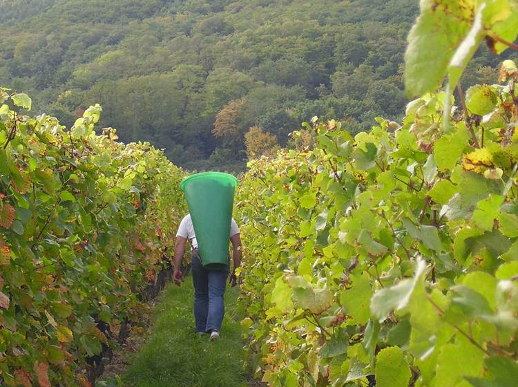 Un porteur de hotte dans les vignes pendant les vendanges