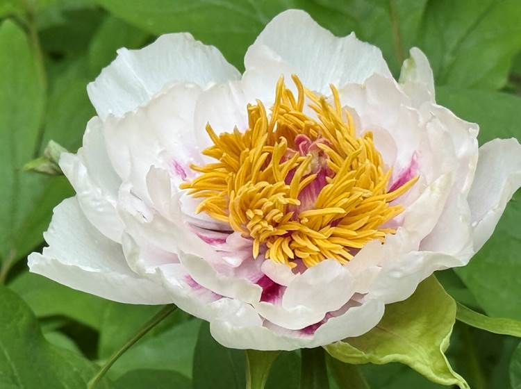 Pivoine arbustive de la Manufacture Royale