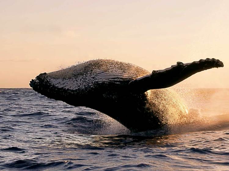 saut baleine couché de soleil