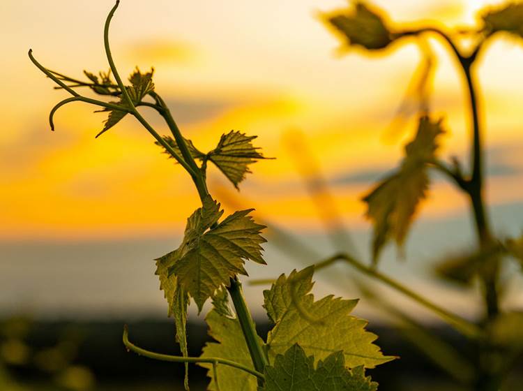 vignoble-occitanie-gaillac-marssac-albi