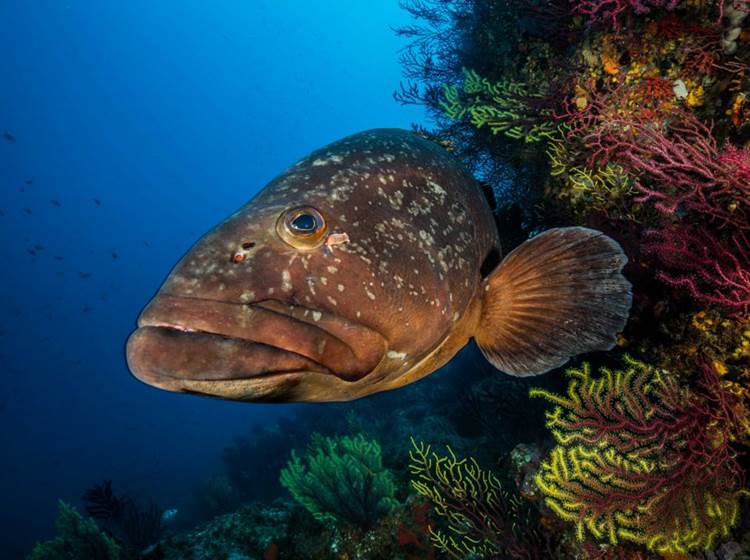 Decouvrez les iles Medes au large d'Estartit