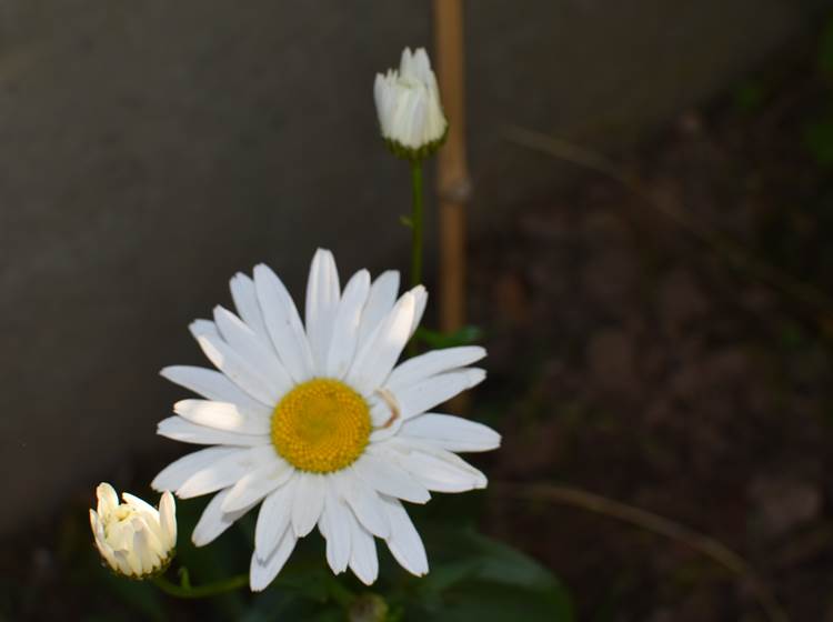 Marguerite de jardin