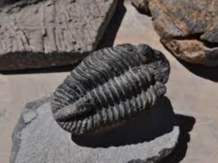 Les fossiles dela région d'Erfoud