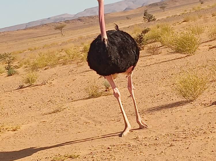 Sans titre
