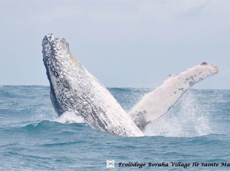 Baleine Boraha VIllage Ile Ste Marie Madagascar 16