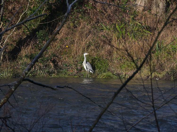 Blauwe reiger- Héron cendré - Graureiher - Grey heron